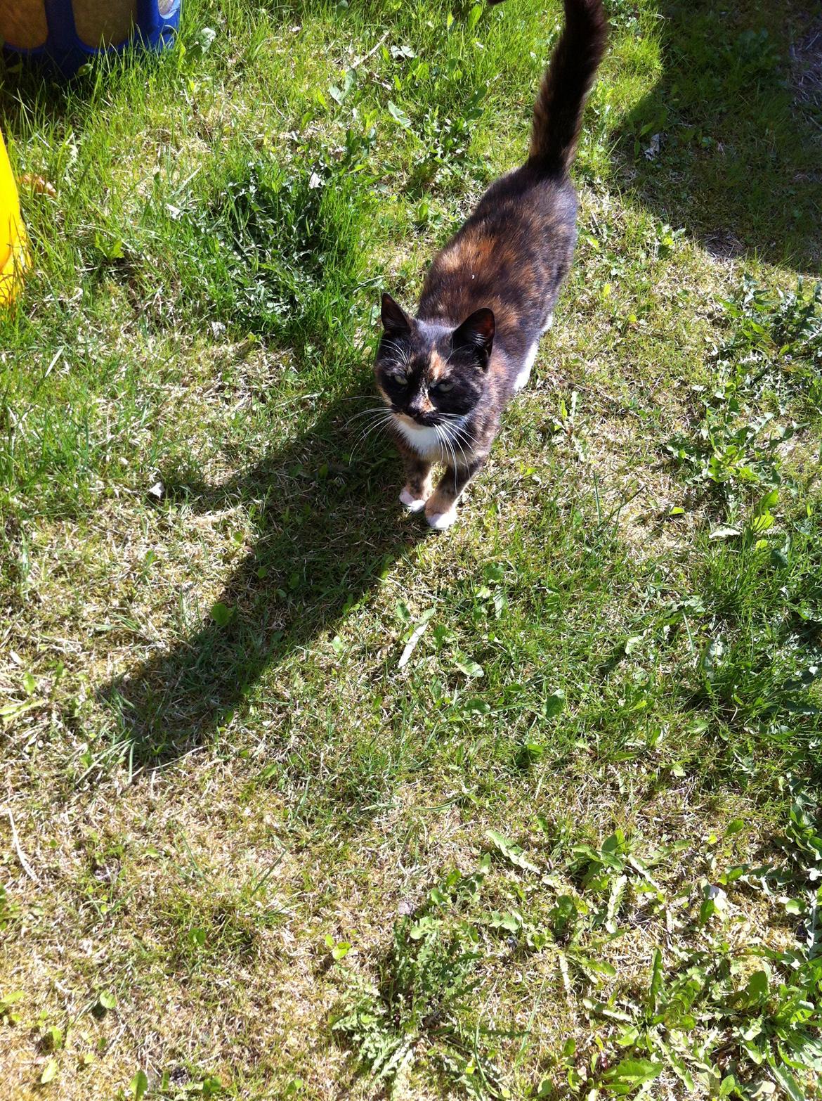 Huskat Lalle muzzes Lady mis billede 2