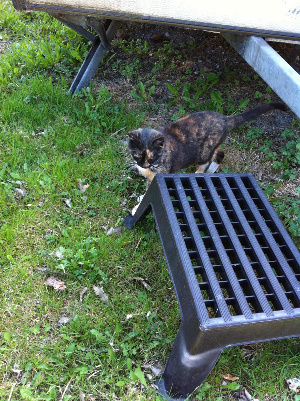 Huskat Lalle muzzes Lady mis billede 3