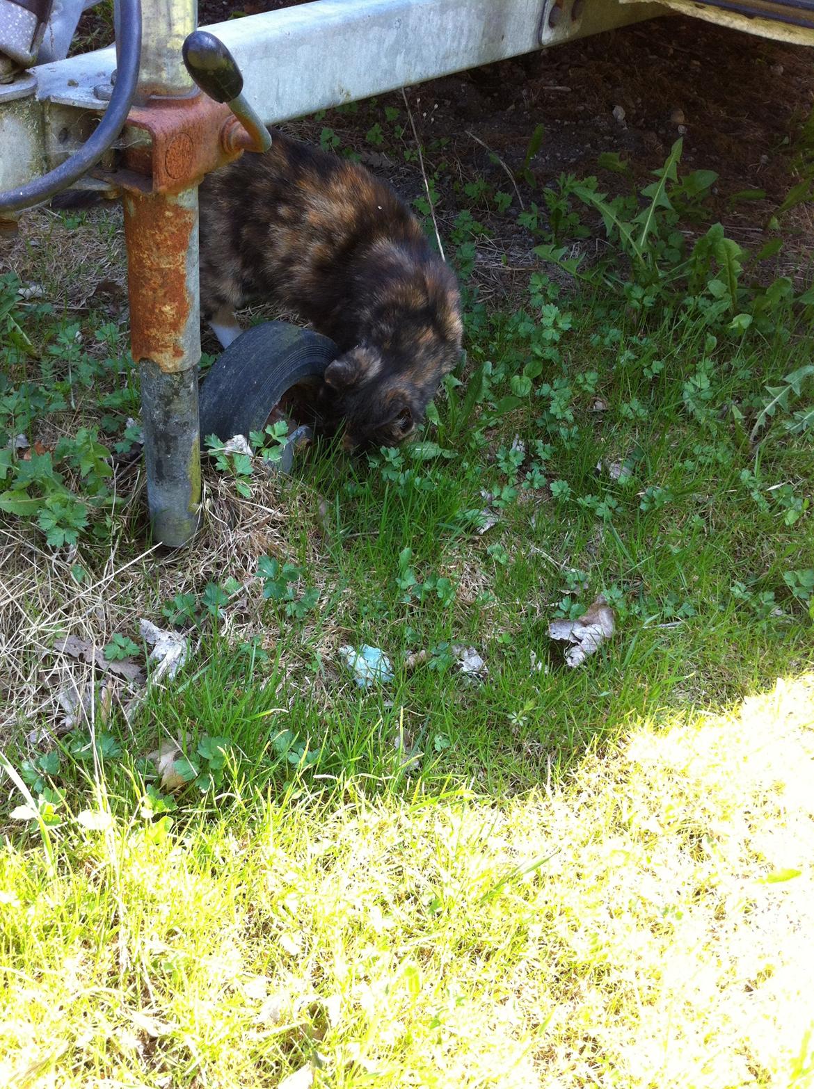 Huskat Lalle muzzes Lady mis billede 4