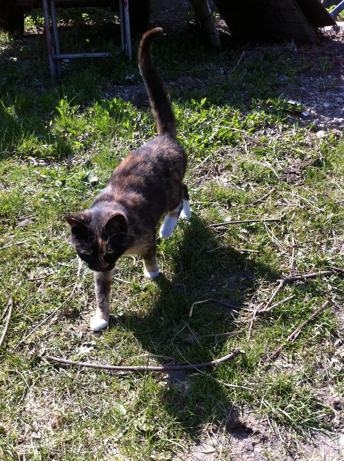 Huskat Lalle muzzes Lady mis billede 8