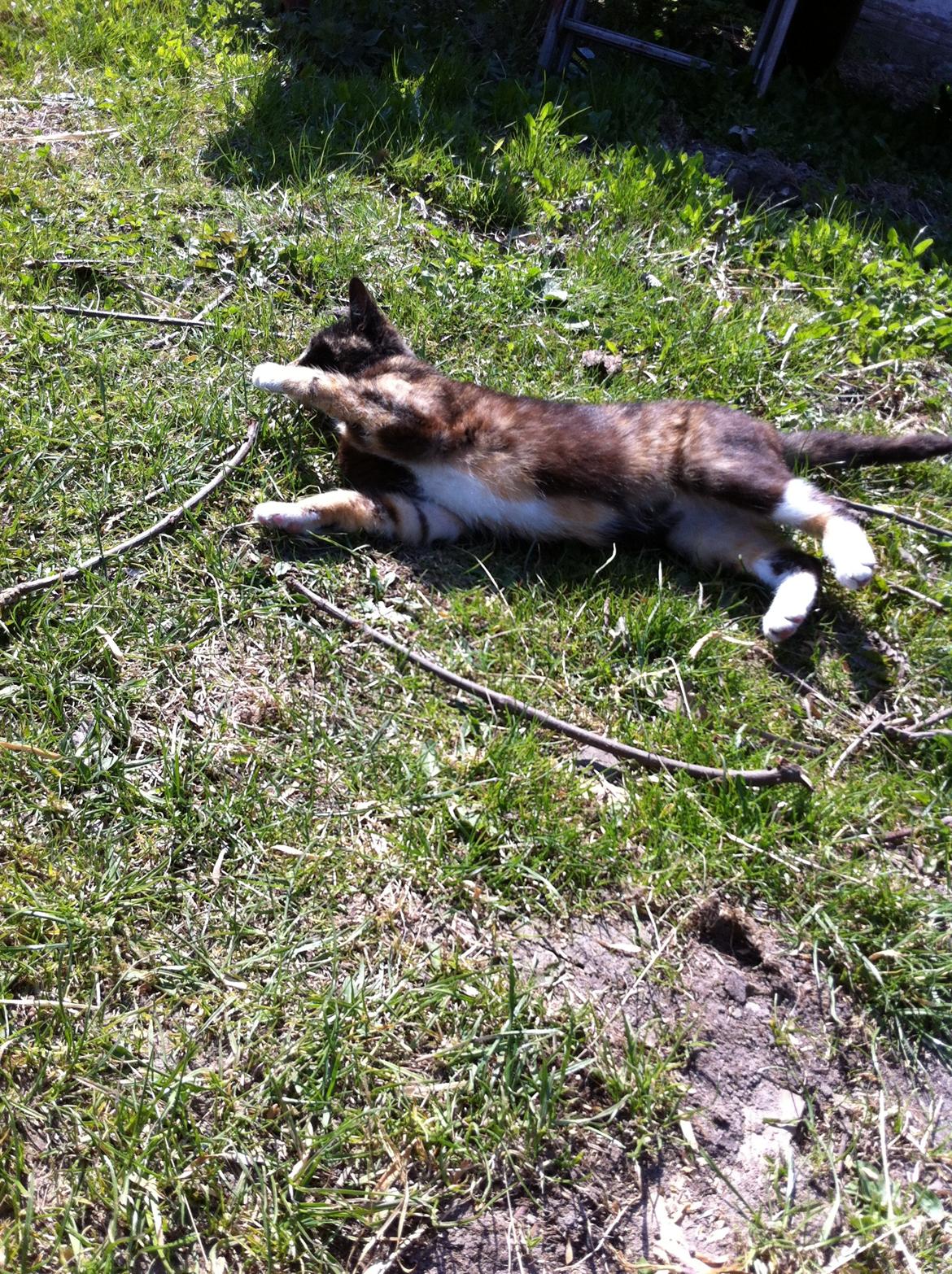 Huskat Lalle muzzes Lady mis billede 9