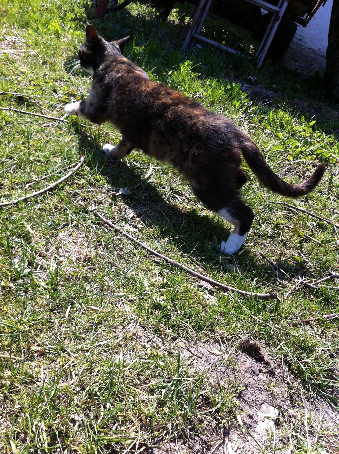 Huskat Lalle muzzes Lady mis billede 11