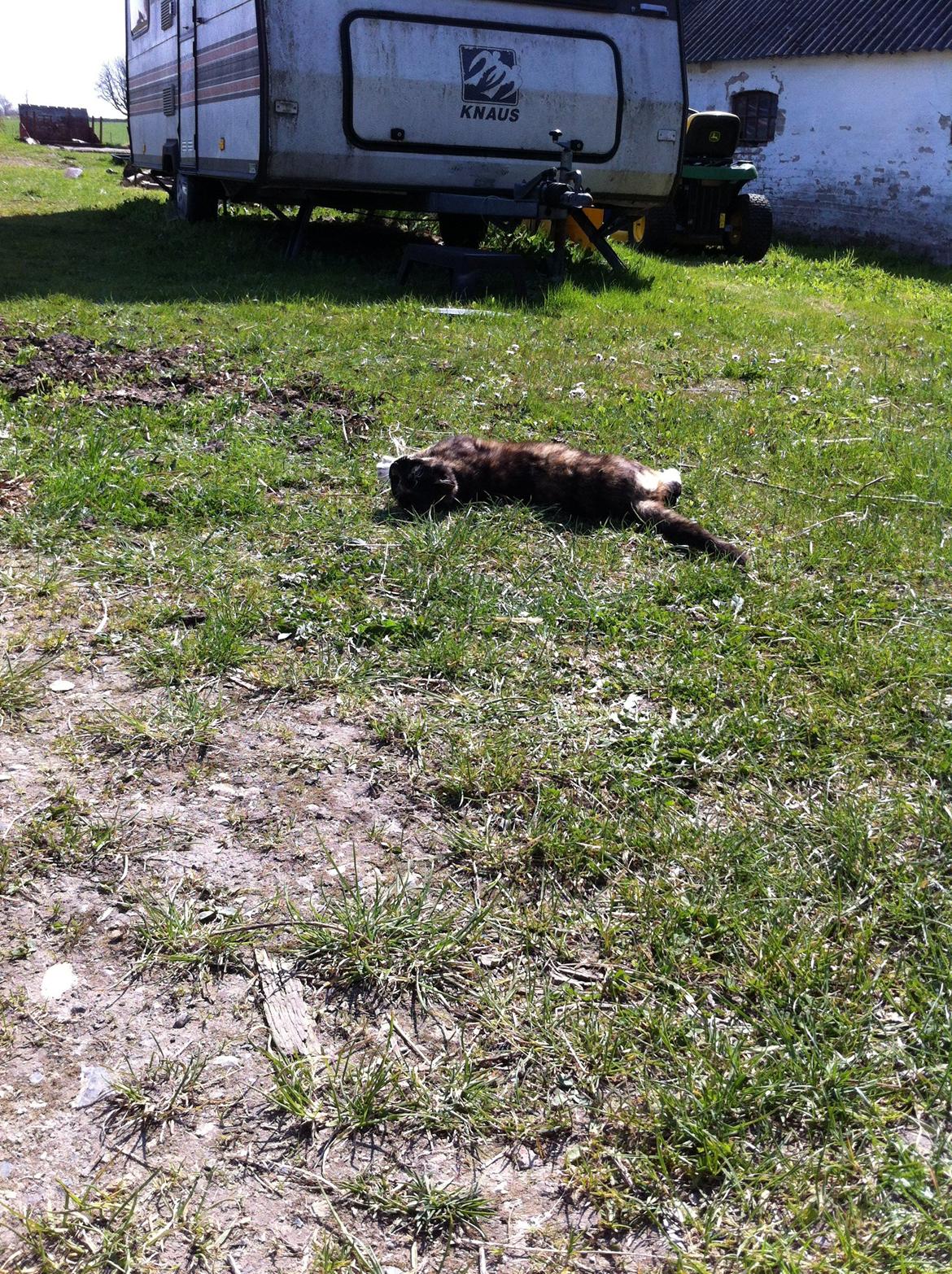 Huskat Lalle muzzes Lady mis billede 12