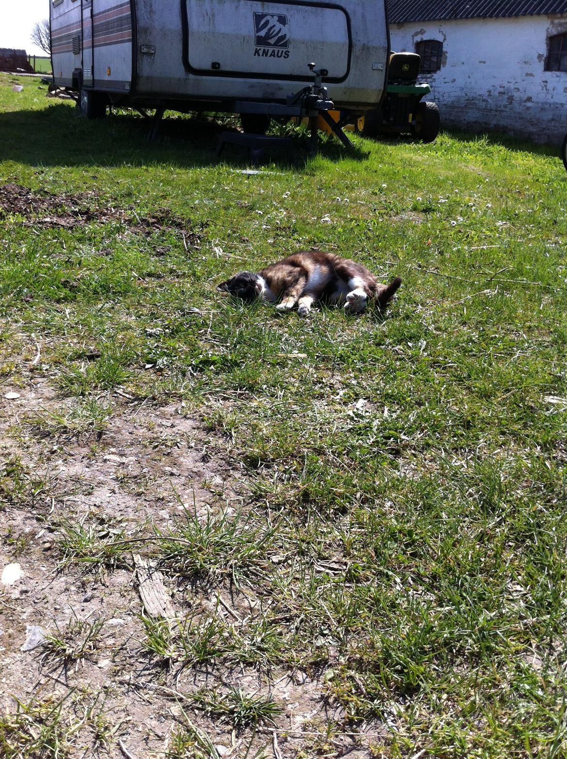 Huskat Lalle muzzes Lady mis billede 13