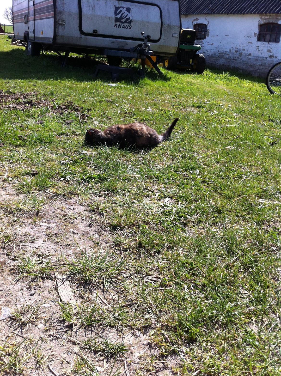 Huskat Lalle muzzes Lady mis billede 14