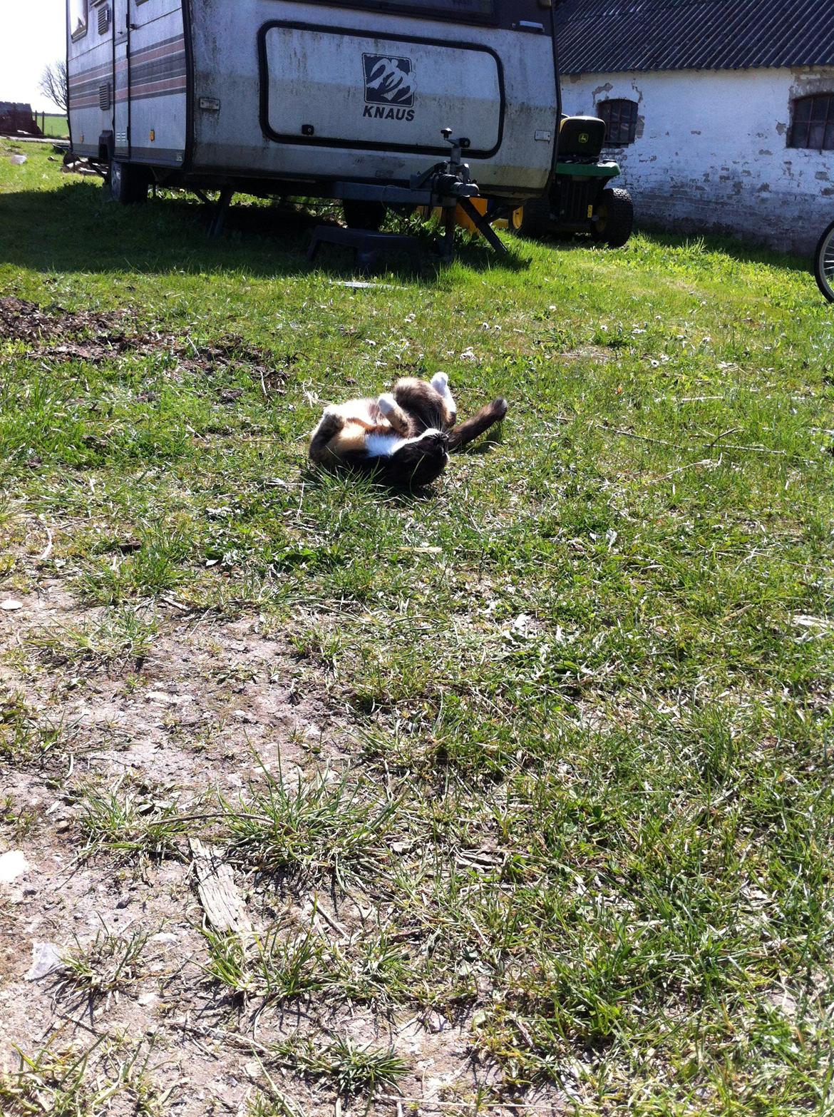 Huskat Lalle muzzes Lady mis billede 15