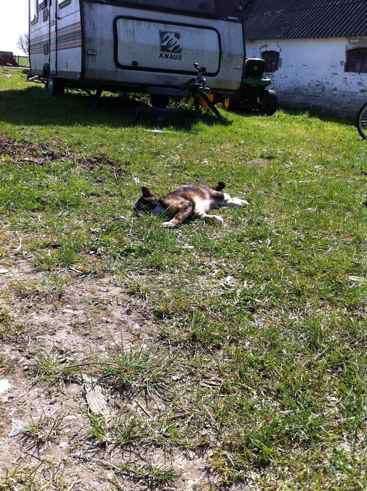 Huskat Lalle muzzes Lady mis billede 16