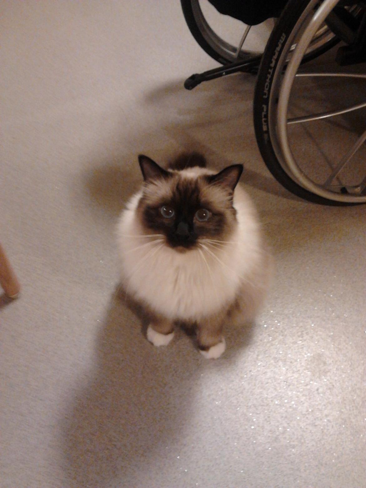 Hellig Birma Elvis - Elvis sidder ned og se nuttet ud. billede 1