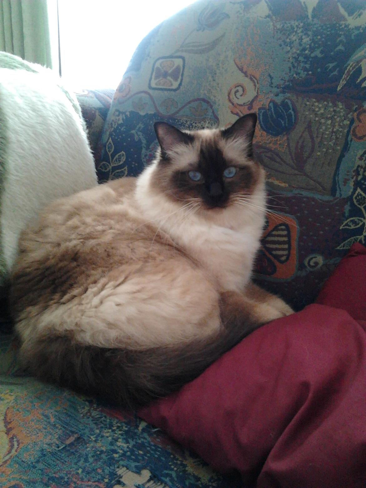 Hellig Birma Elvis - Elvis ligger i sofaen. billede 11