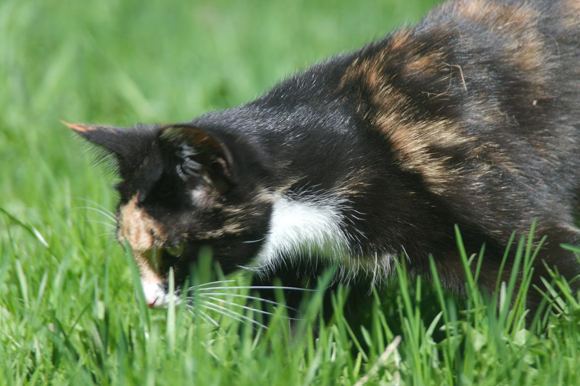 Blanding af racer Fnuggi wubbi - hun er en rigtig jagt kat billede 7