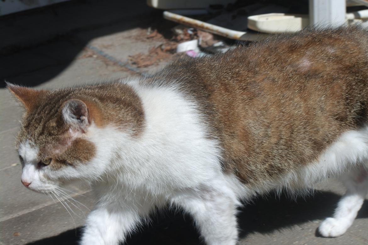 Huskat misser billede 4