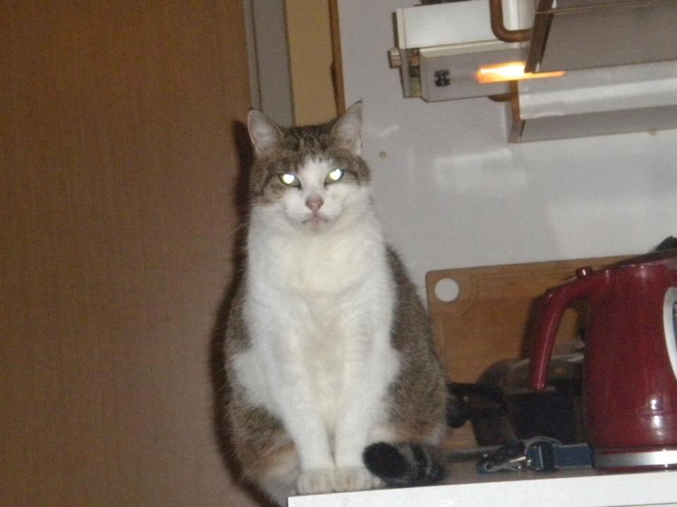 Huskat misser - mis, det må du ik billede 10