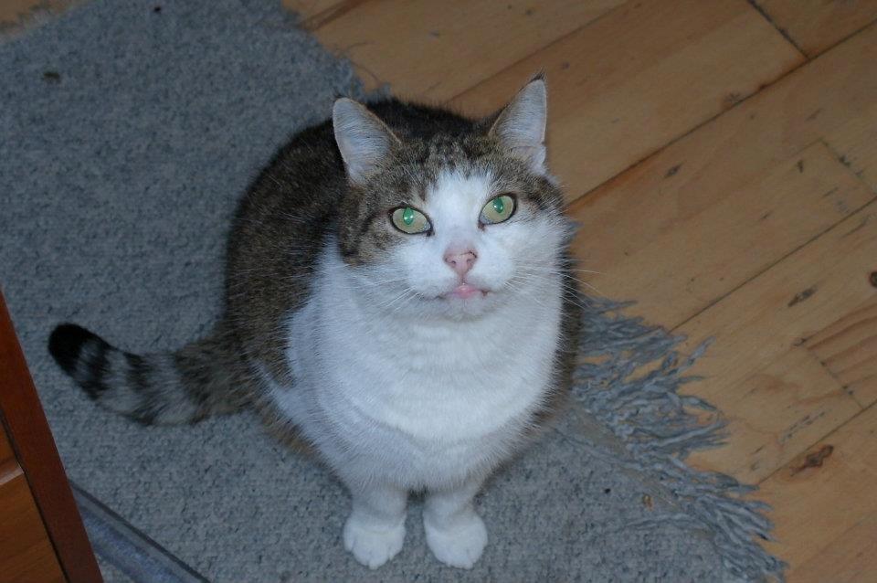 Huskat misser - smukke øjne misser billede 11