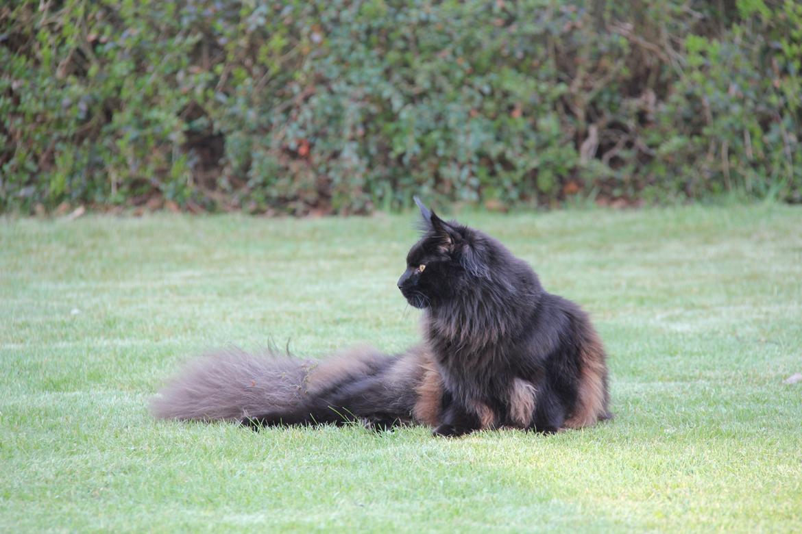 Maine Coon Piratos billede 16