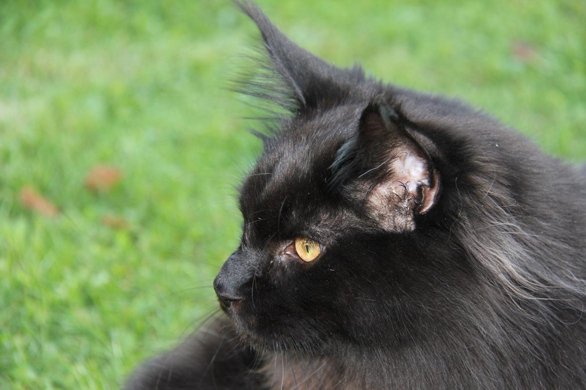 Maine Coon Piratos billede 2