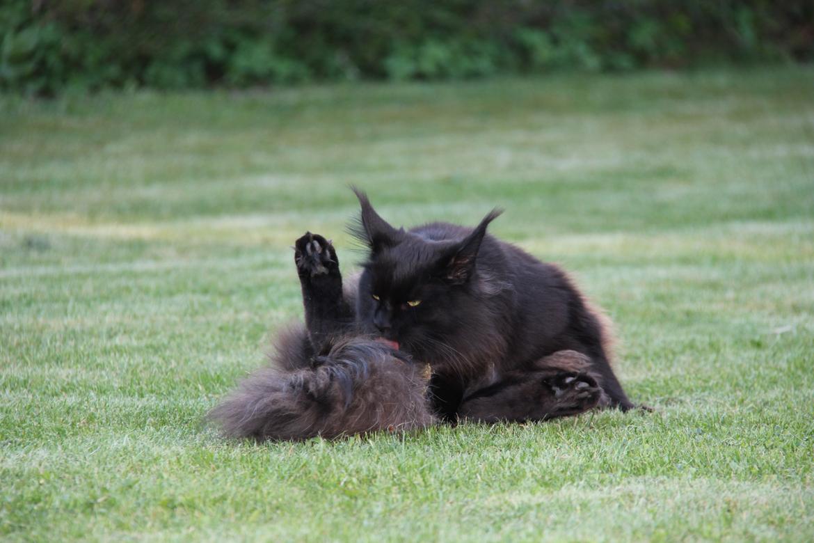 Maine Coon Piratos billede 15