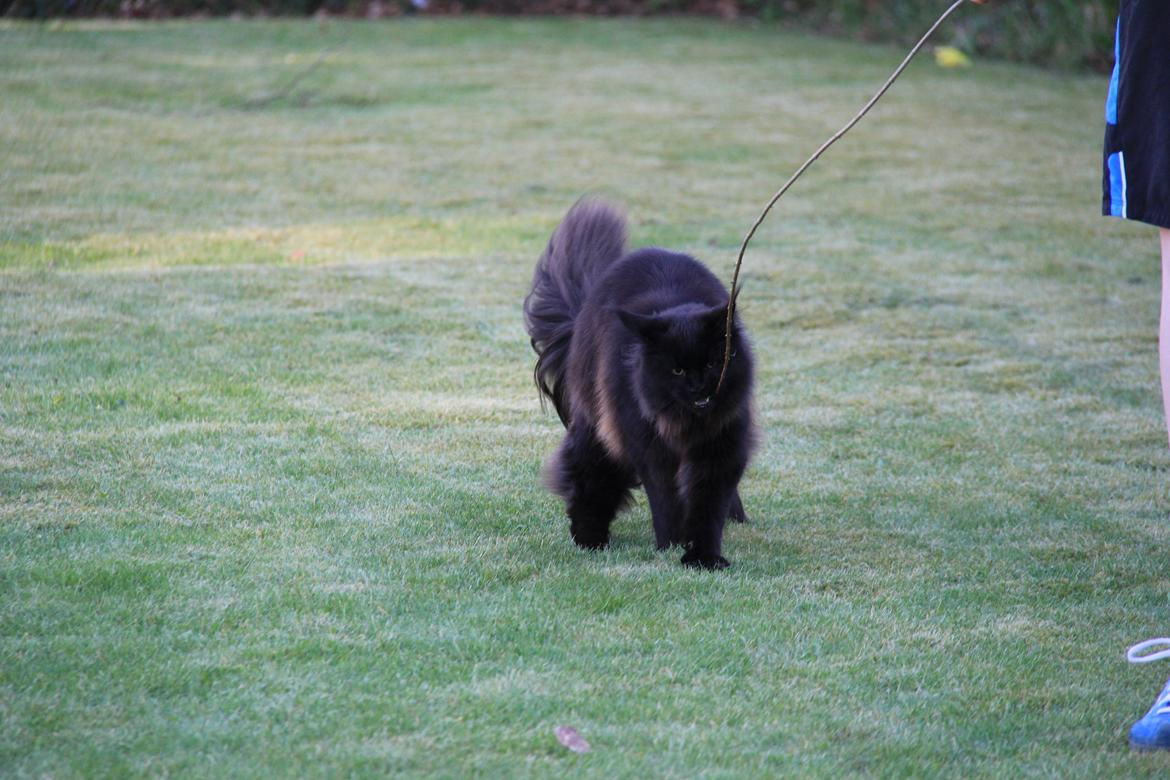 Maine Coon Piratos billede 13