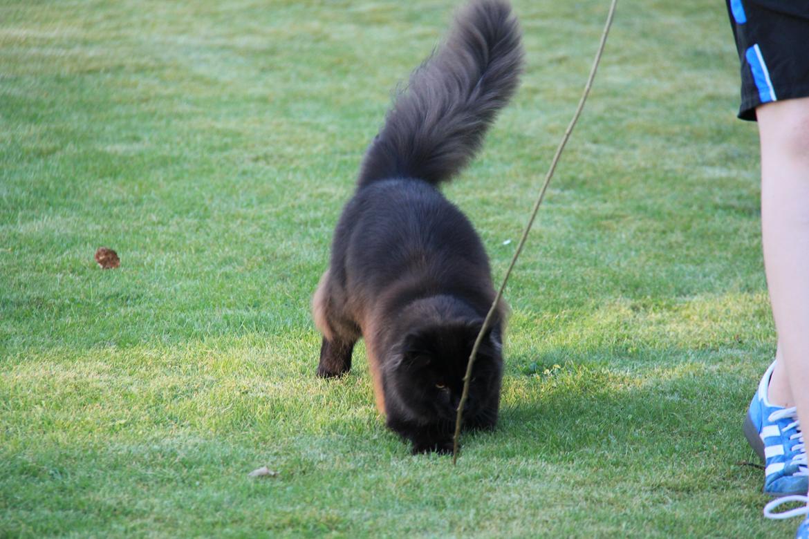 Maine Coon Piratos billede 3