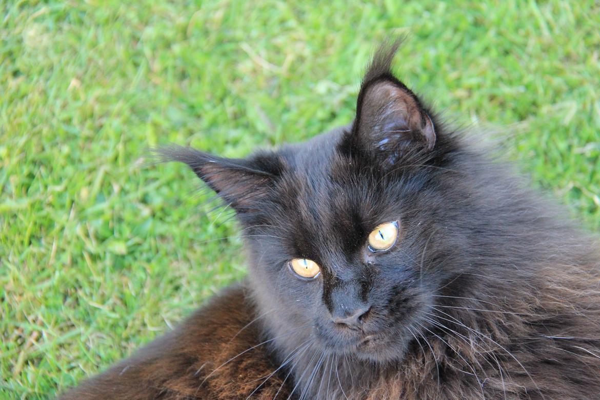 Maine Coon Piratos billede 8