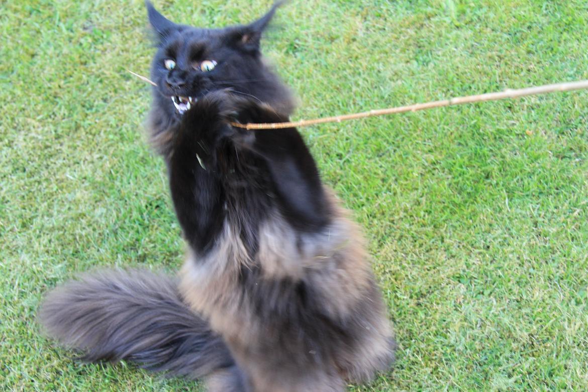 Maine Coon Piratos - han kan også være en vild mis billede 10