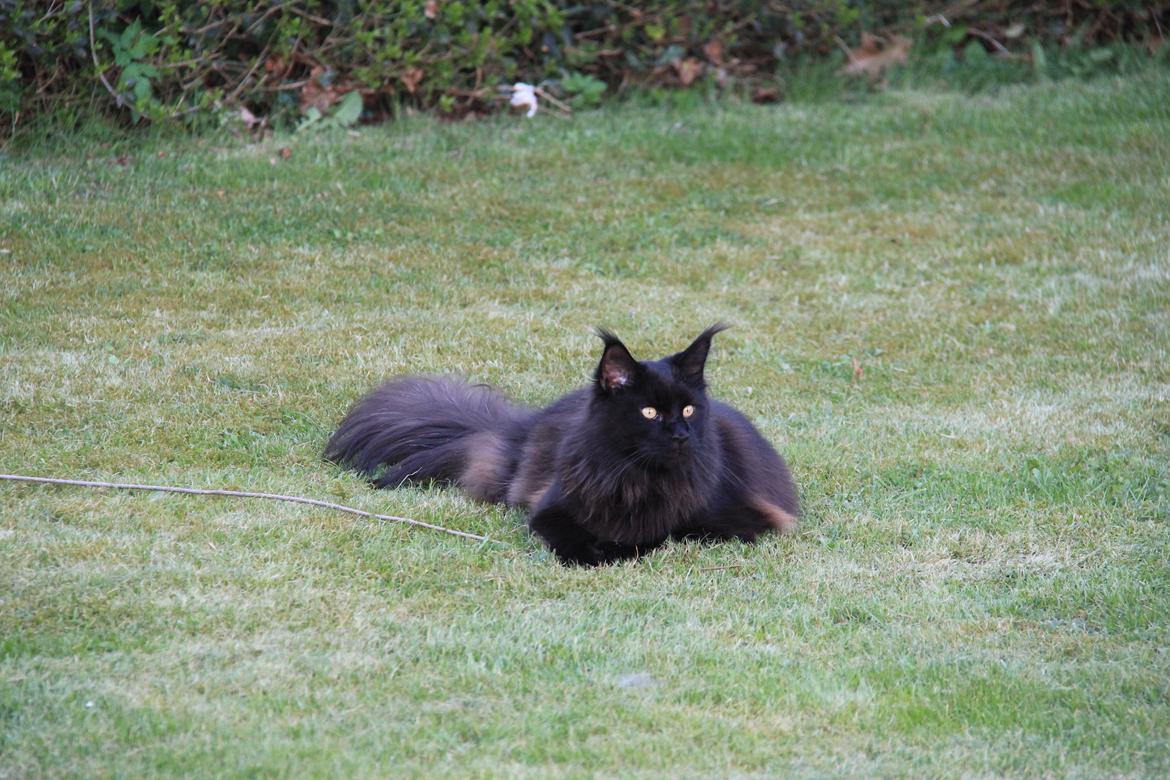 Maine Coon Piratos billede 6