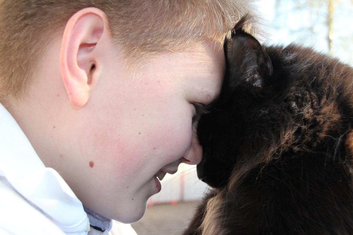 Maine Coon Piratos billede 19