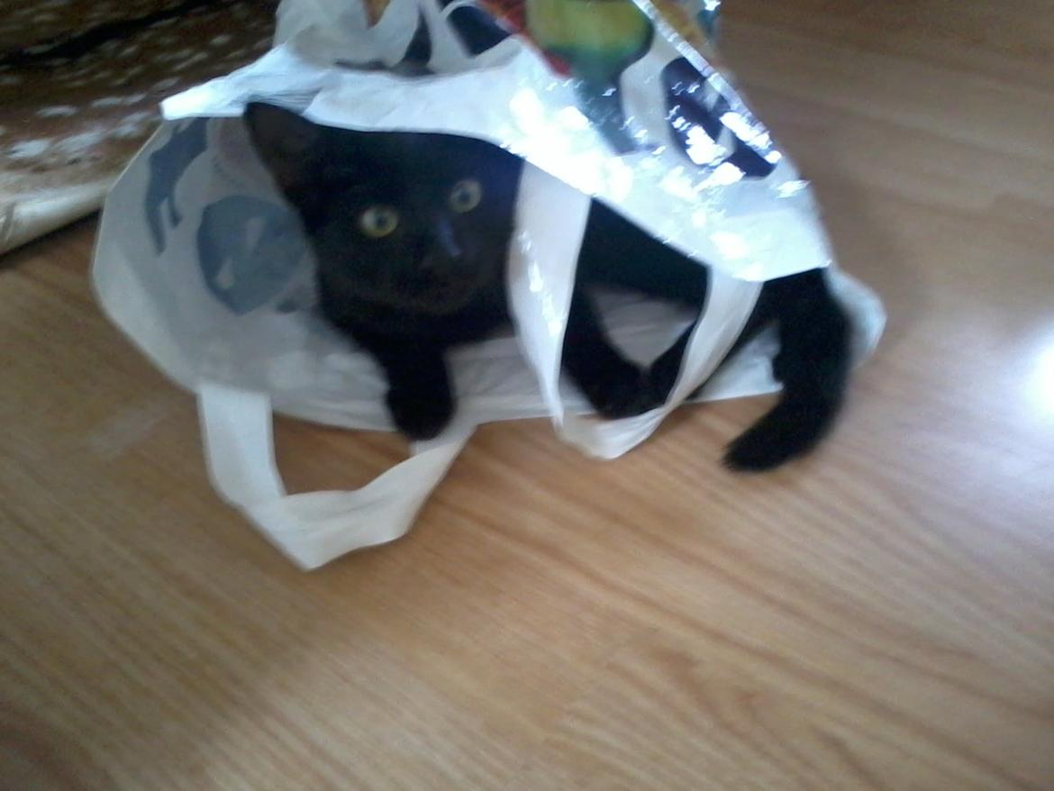 Huskat Lakrids billede 1