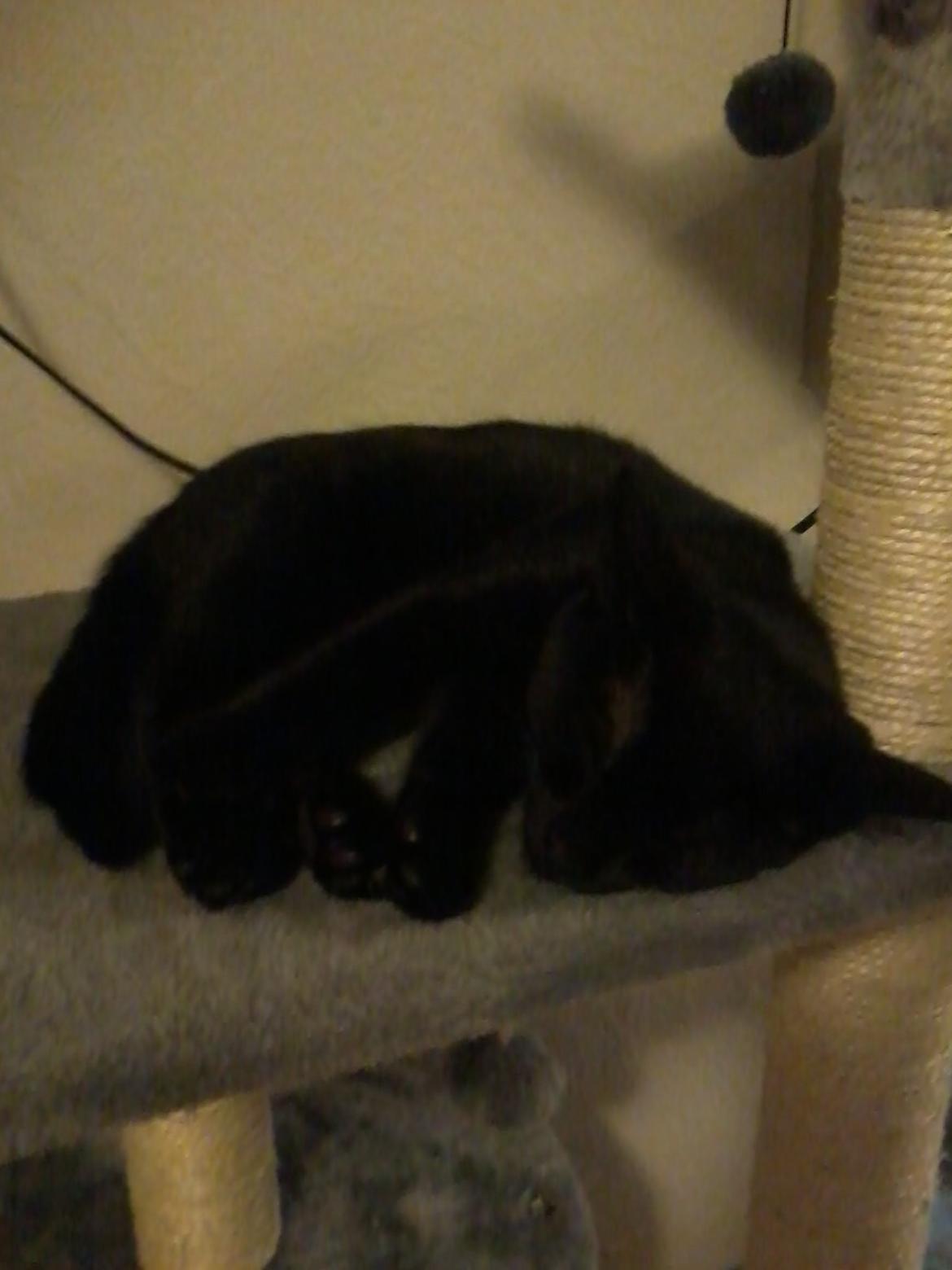 Huskat Lakrids billede 2