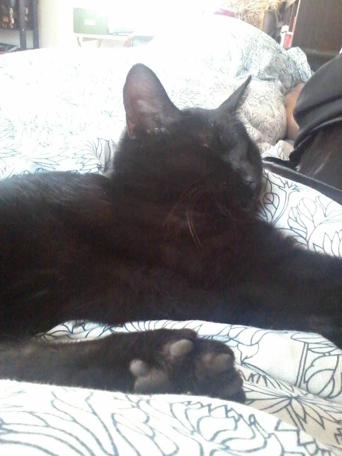 Huskat Lakrids billede 3