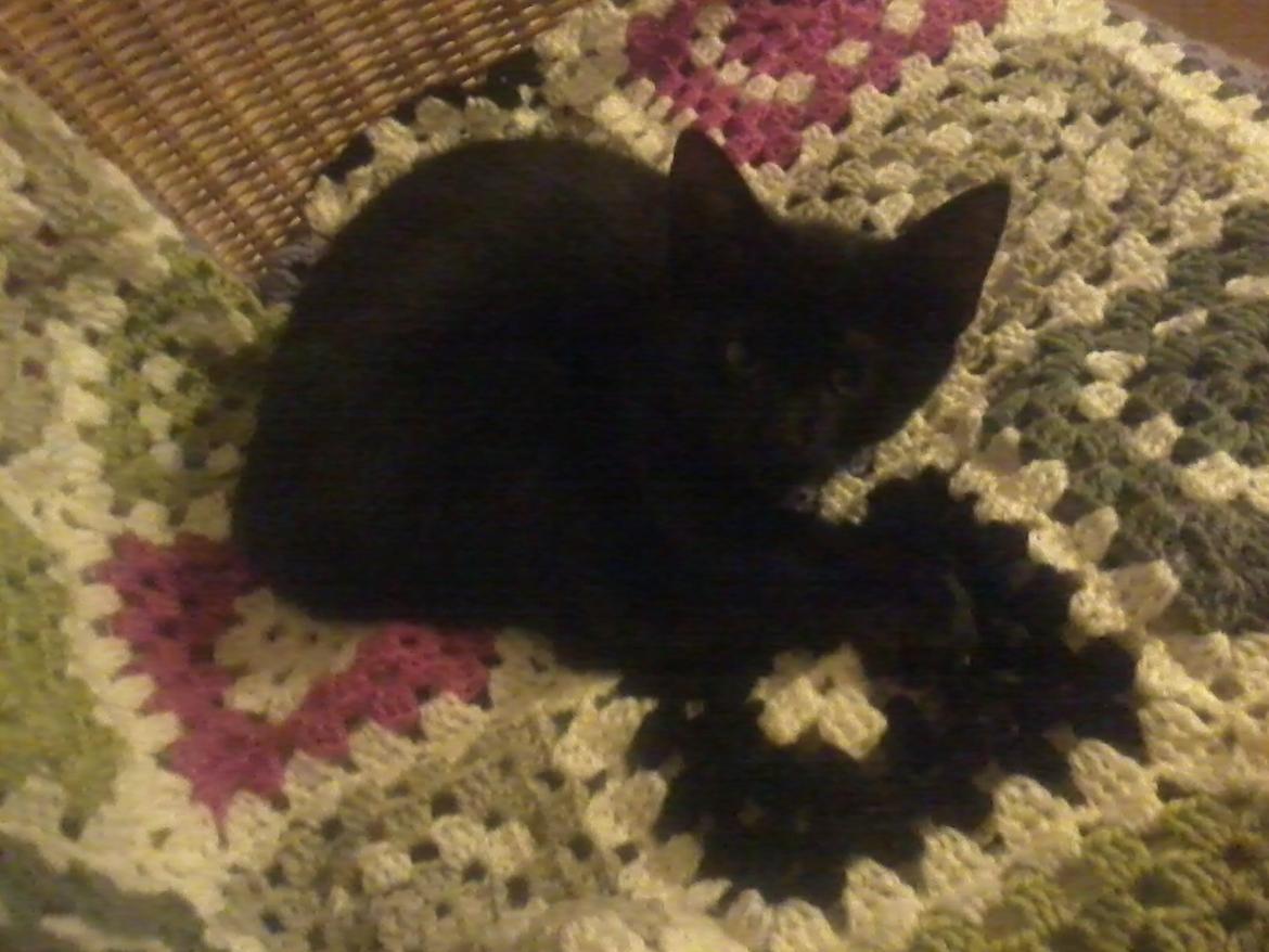 Huskat Lakrids billede 4