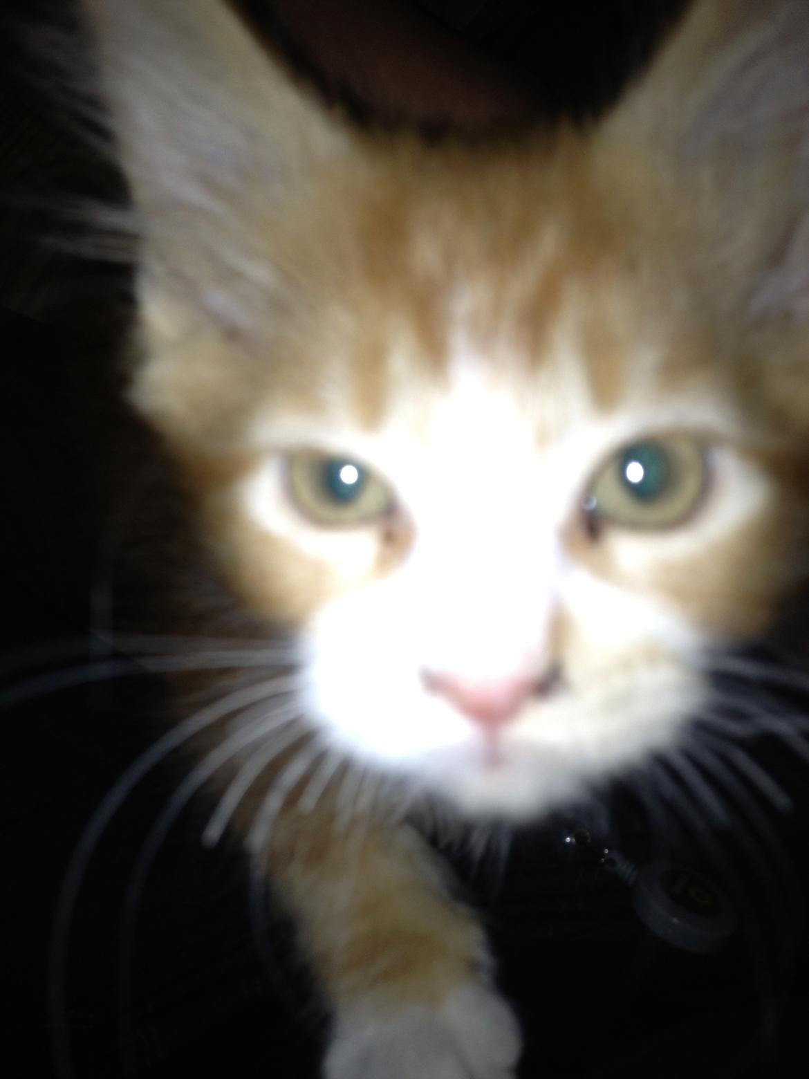 Maine Coon Basse - Basse er faldet godt til, han er super kælen og spinder højt.  billede 15