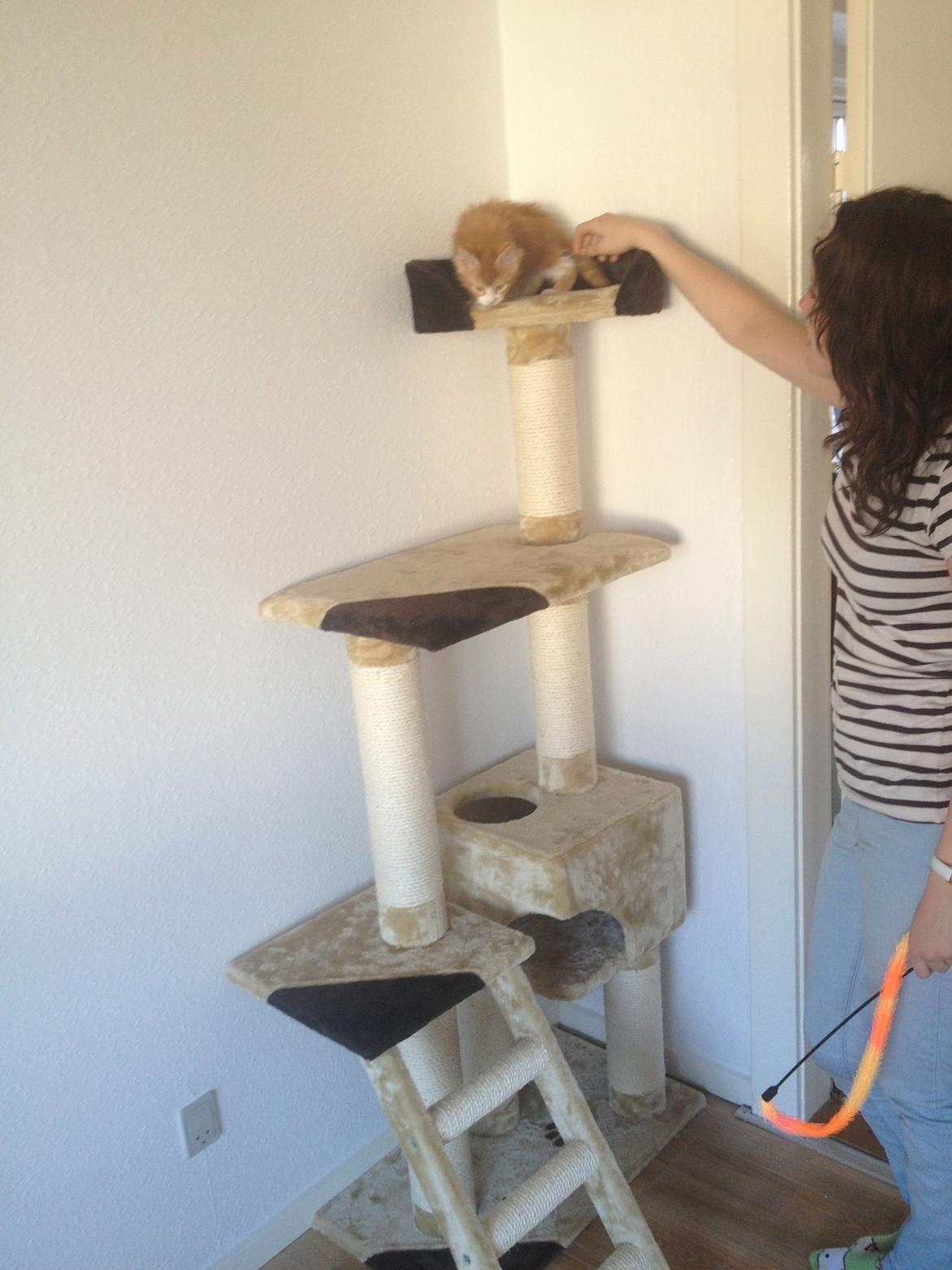 Maine Coon Basse - Første gang er Basse kommet helt op i kradsetræet. billede 14