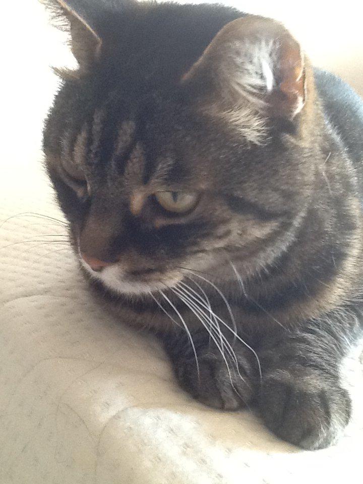 Huskat Simba billede 10