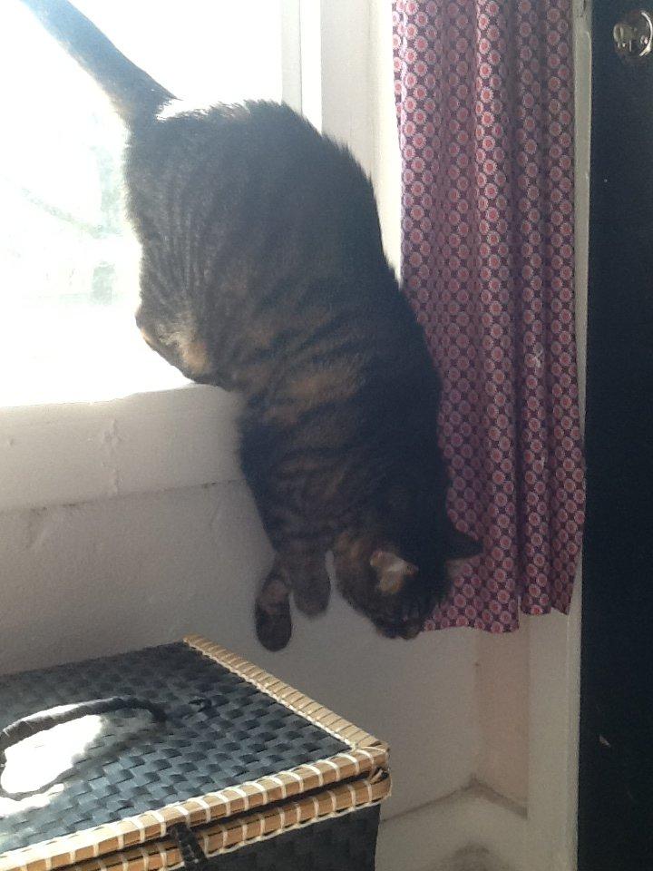 Huskat Simba billede 11