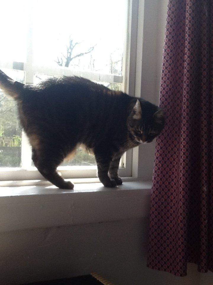 Huskat Simba billede 12