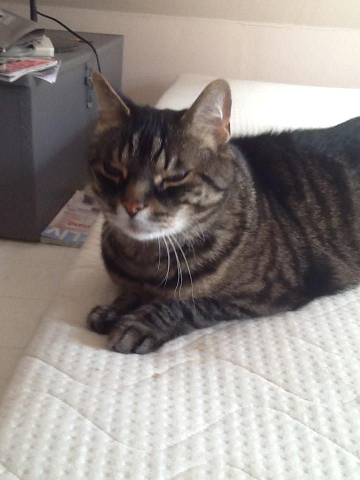 Huskat Simba billede 13