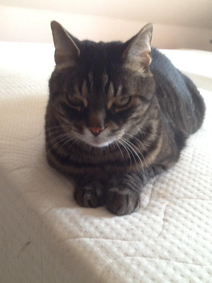 Huskat Simba billede 14