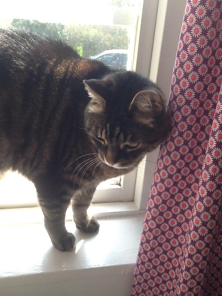 Huskat Simba billede 15