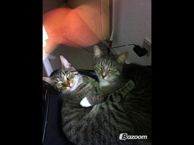 Huskat Basse - Basse og Bølle :)
- billedet er fra tidligere ejer :)
Synes simpelthen de er for kære på dette billed :) billede 2