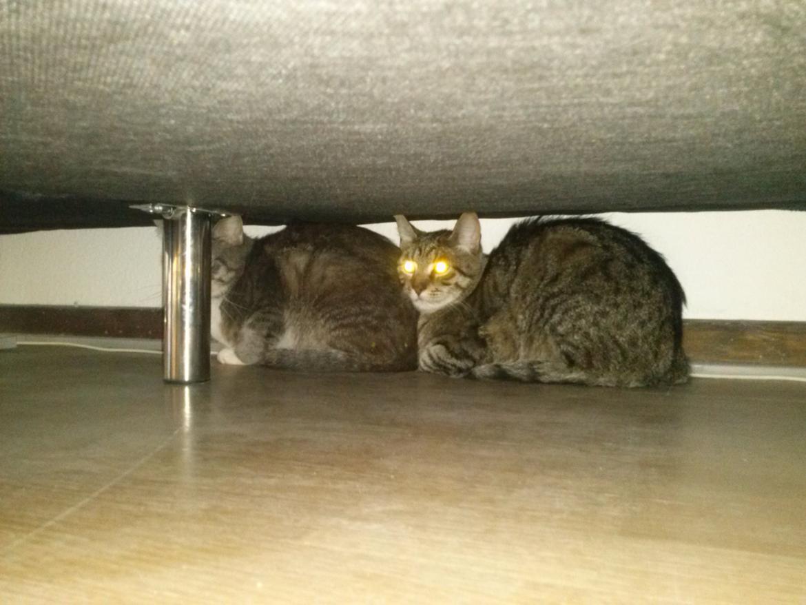 Huskat Basse - Vi gemmer os :D billede 3