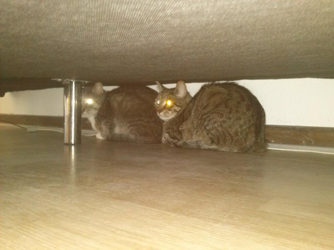 Huskat Basse billede 4