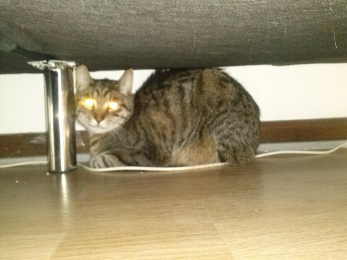 Huskat Basse - Jeg kan altså bedst lide og ligge her og gemme mig :) billede 5