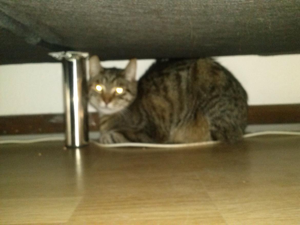 Huskat Basse billede 6