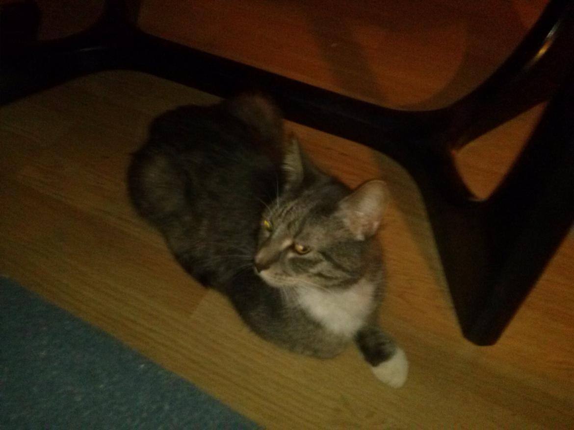 Huskat Bølle - Det er bare hyggeligt det her :) billede 3