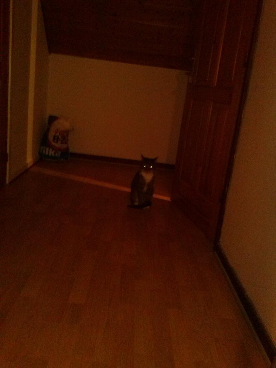 Huskat Bølle - Jeg ligner den der egyptiske kat når jeg sidder sådan her :) billede 4