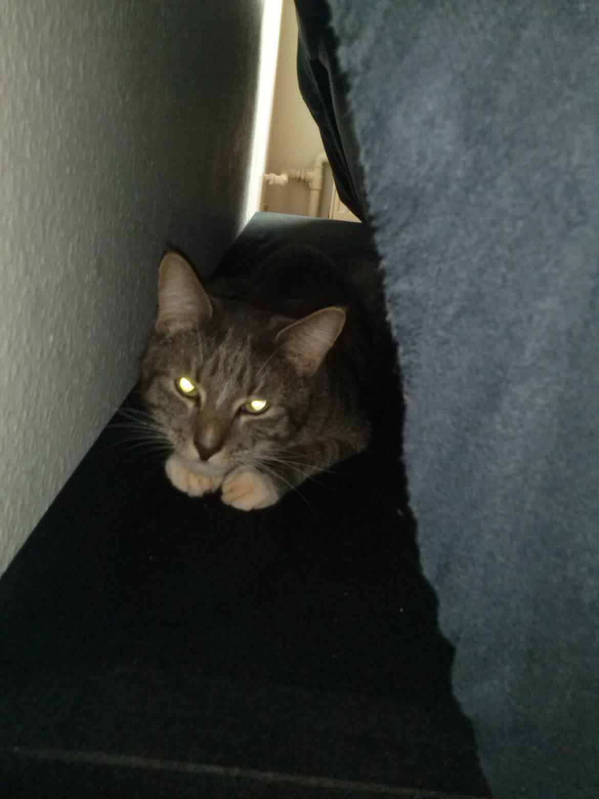 Huskat Bølle billede 5