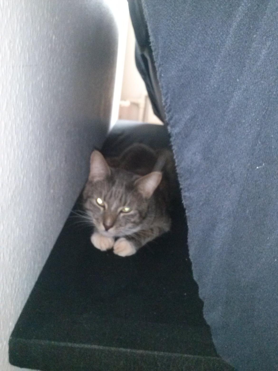 Huskat Bølle - Jeg hygger :) billede 1