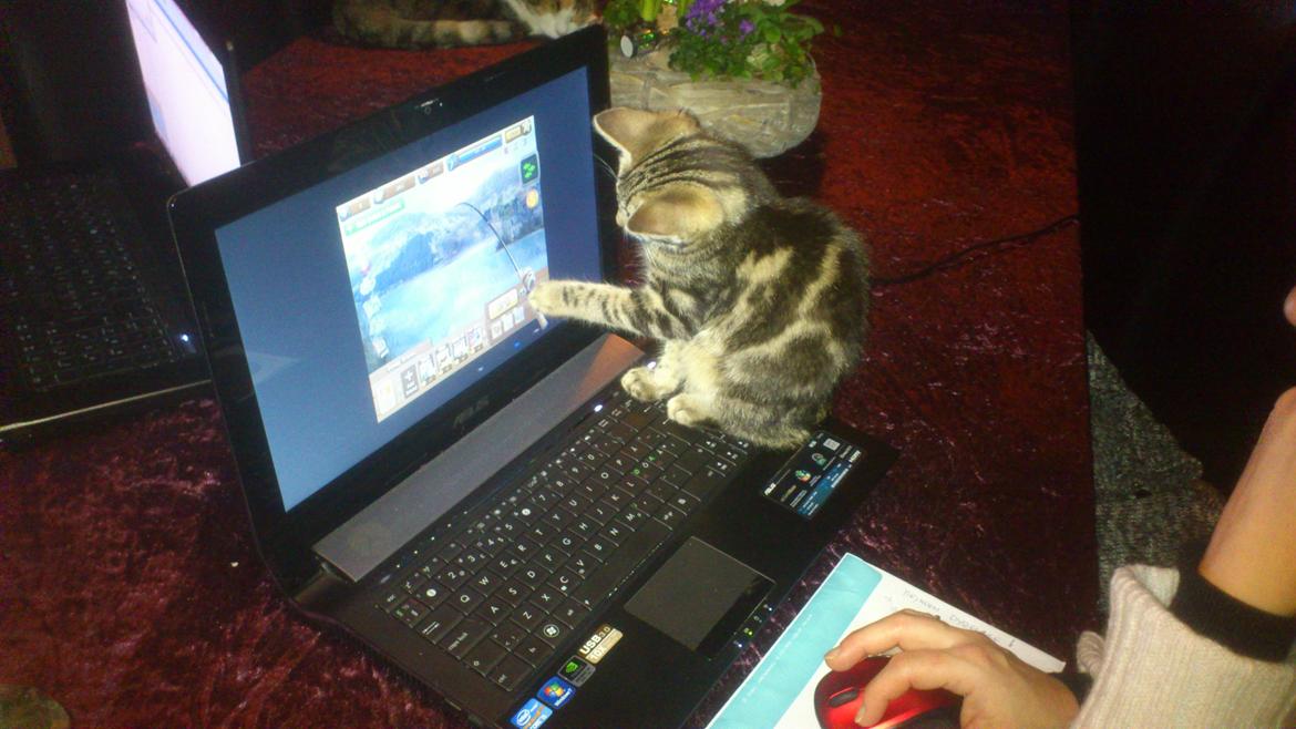 Blanding af racer Kenda billede 1