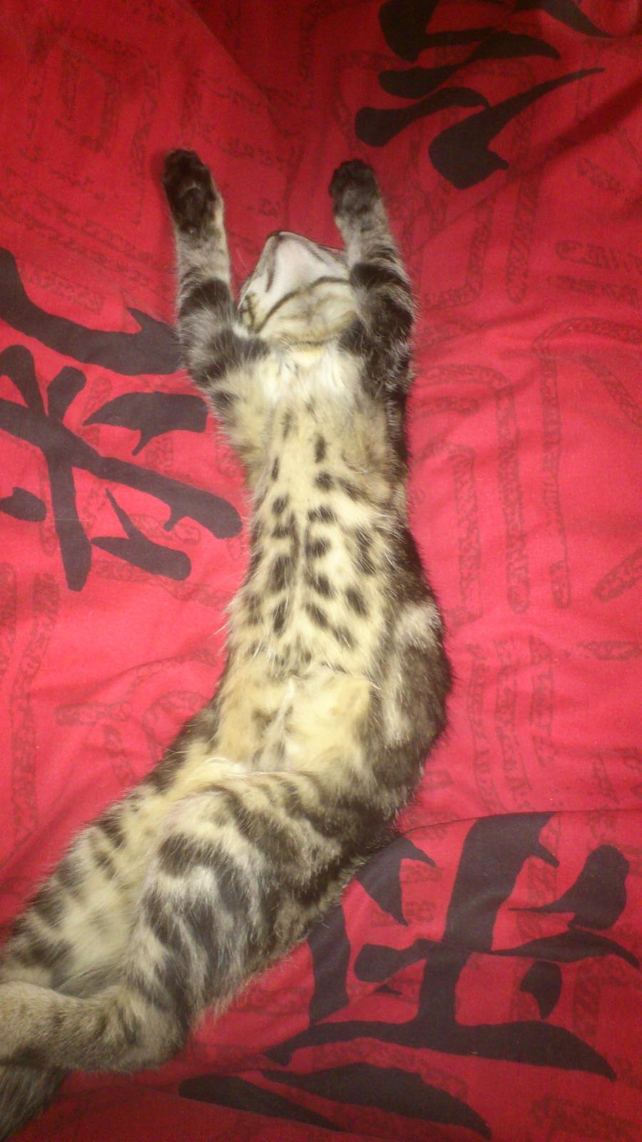 Blanding af racer Kenda billede 2