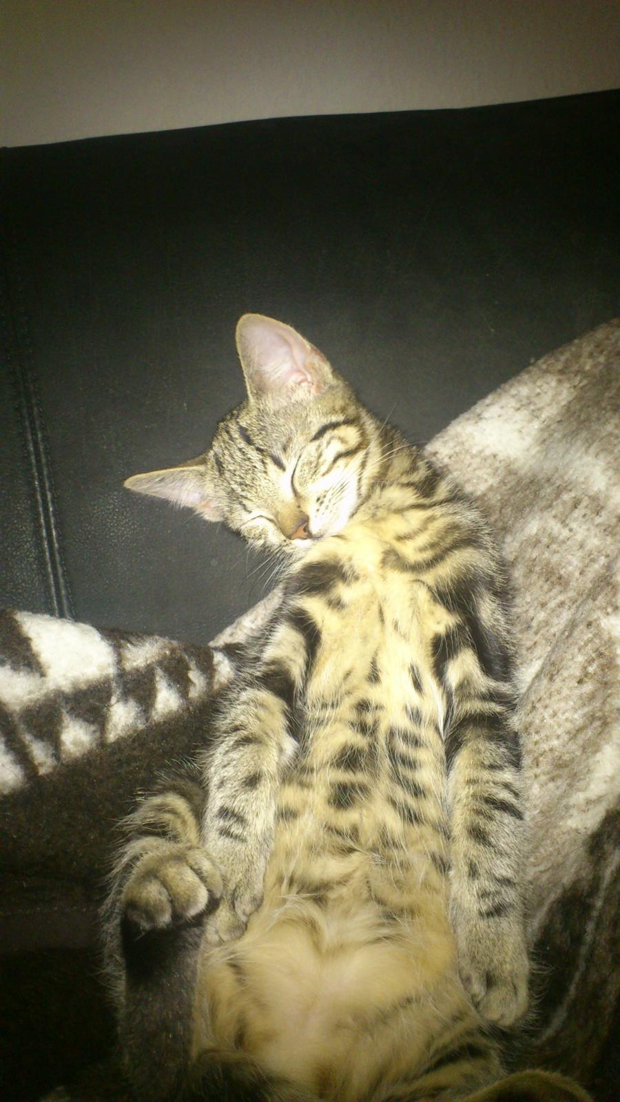 Blanding af racer Kenda billede 3